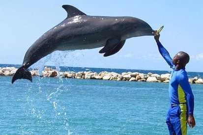 Dolphin Cove Experience