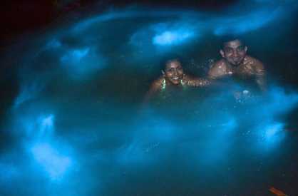 Luminous Lagoon Night Tour
