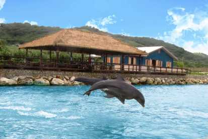 Dolphin Cove Adventures Tours